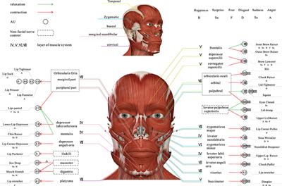 Spontaneous Facial Expressions and Micro-expressions Coding: From Brain to Face